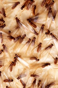 Formosan_termite_alates